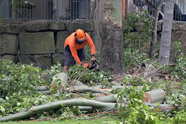 Reliable East Mckeesport, PA  Tree Services Solutions